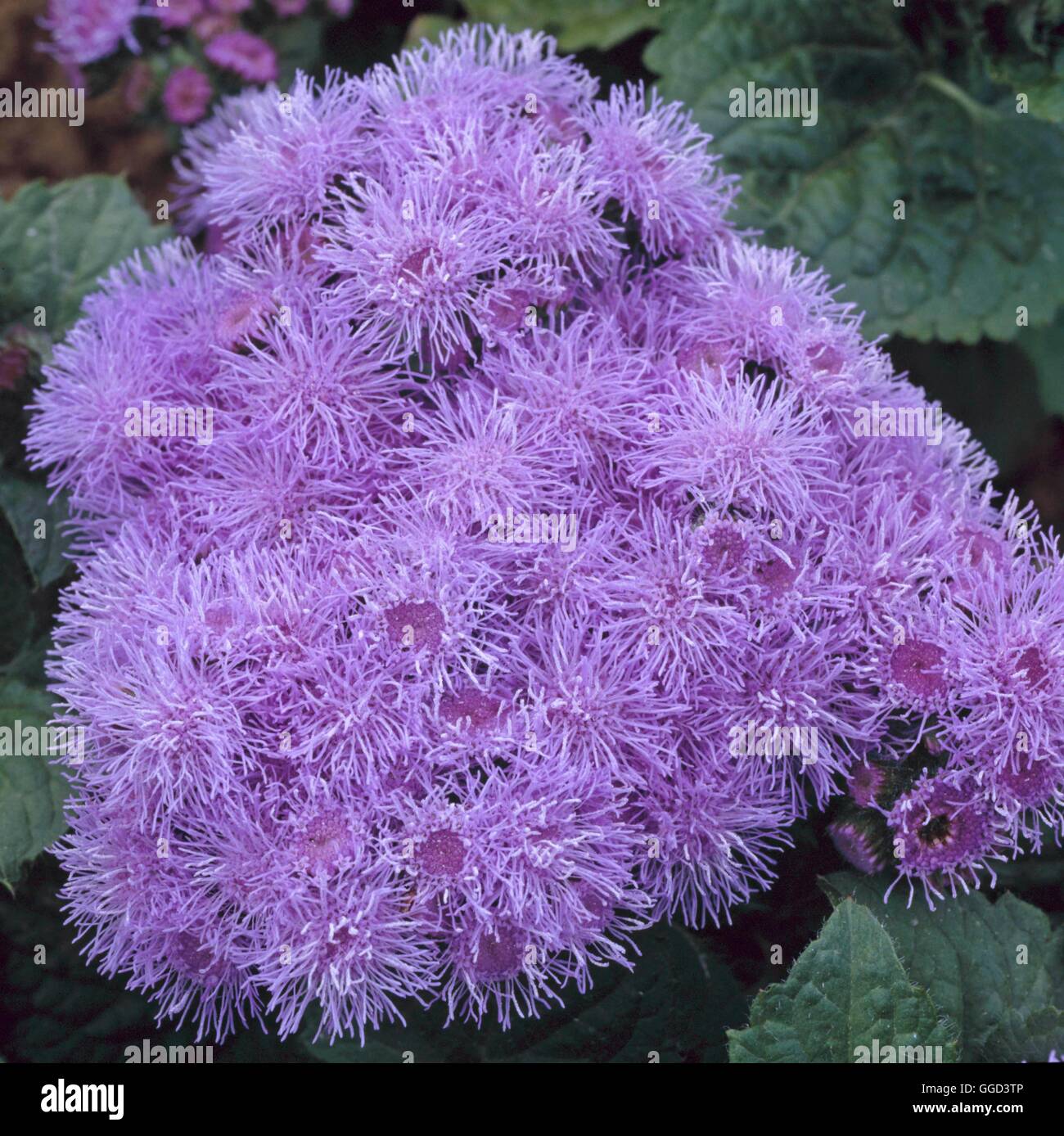 Ageratum - `Blue Mink' ANN077863 Stock Photo - Alamy